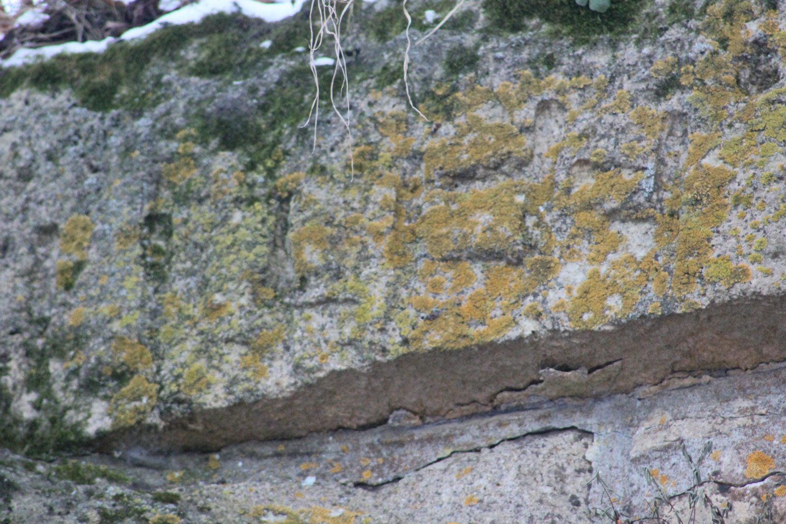 Faded date carving